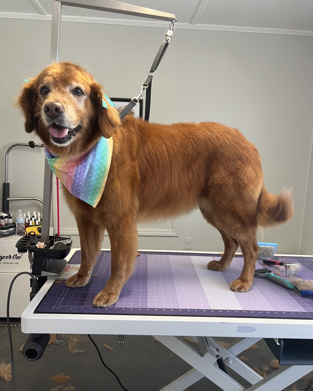 A golden retriever in a rainbow bandana on the grooming table
