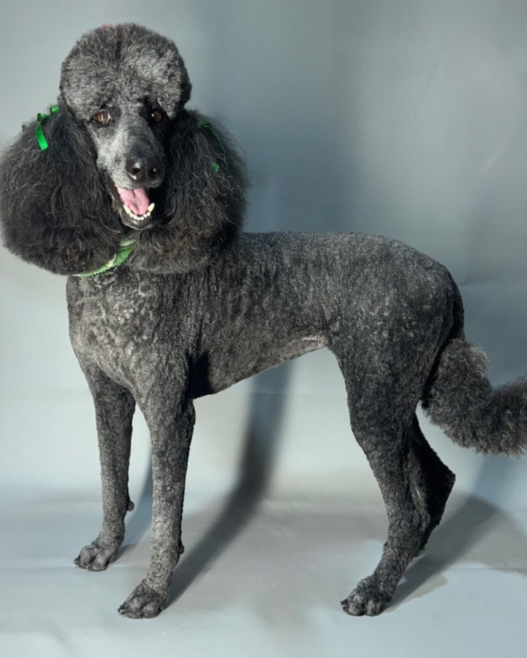 A silver standard poodle after a full groom