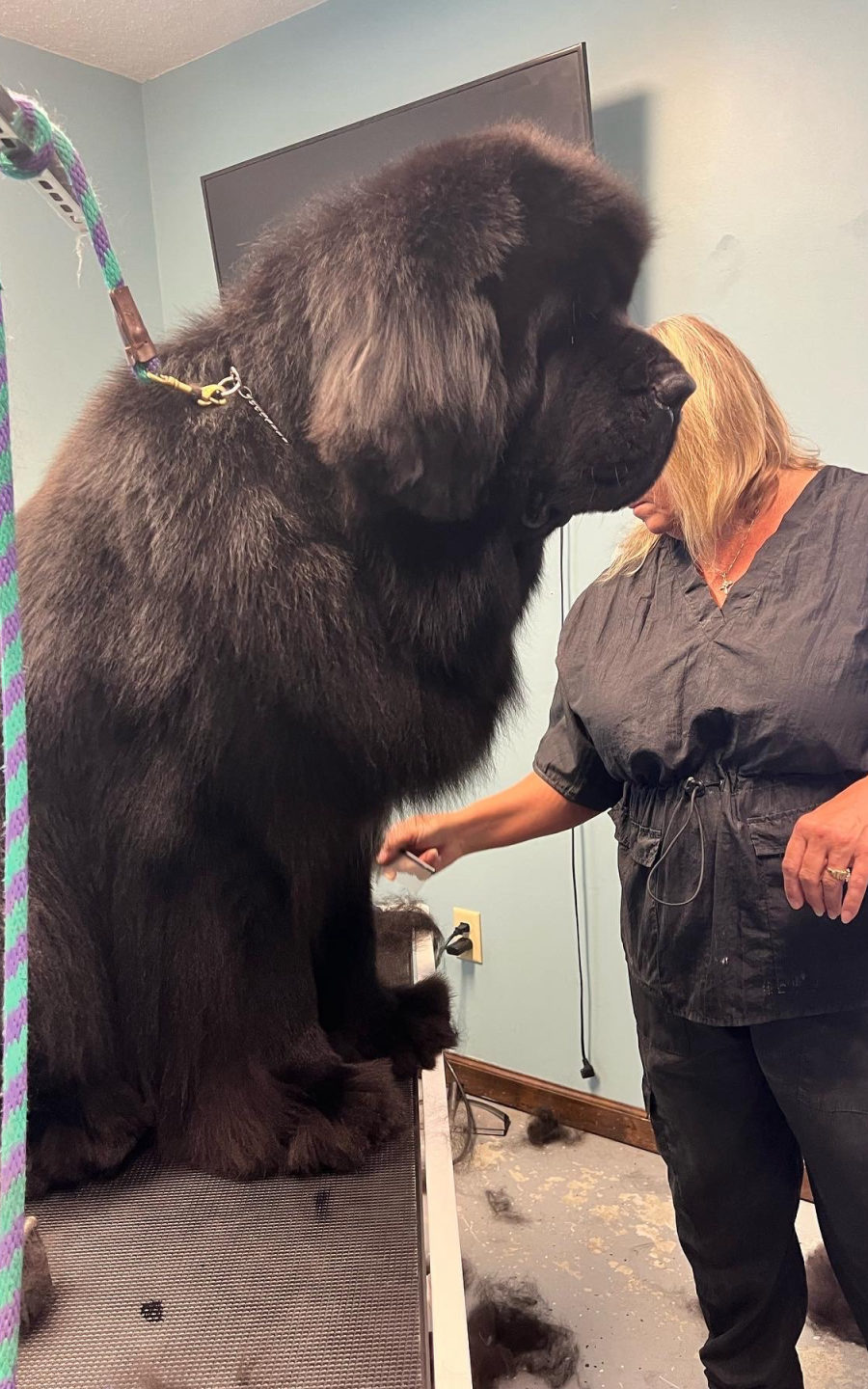 A groomer working on a giant Newfoundland at the table