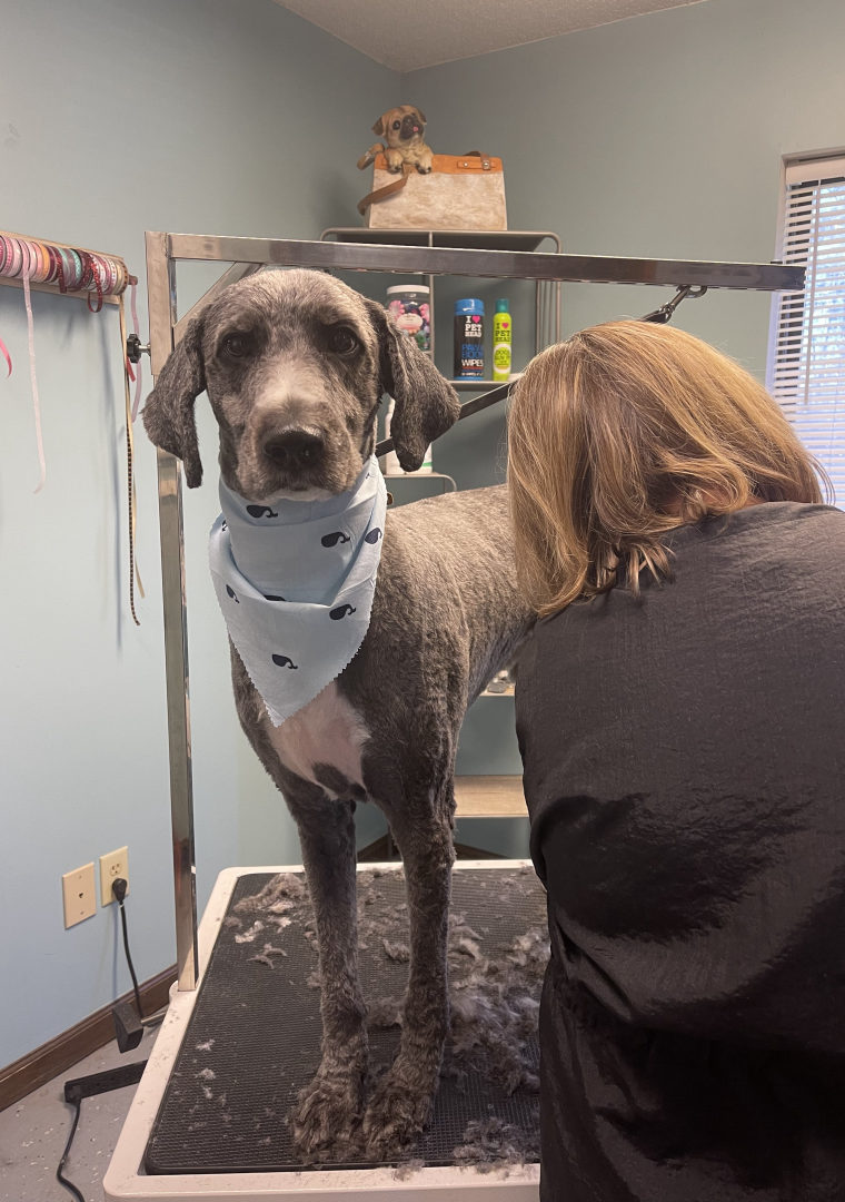 A groomer finishing a grey doodle in a whale-print bandana