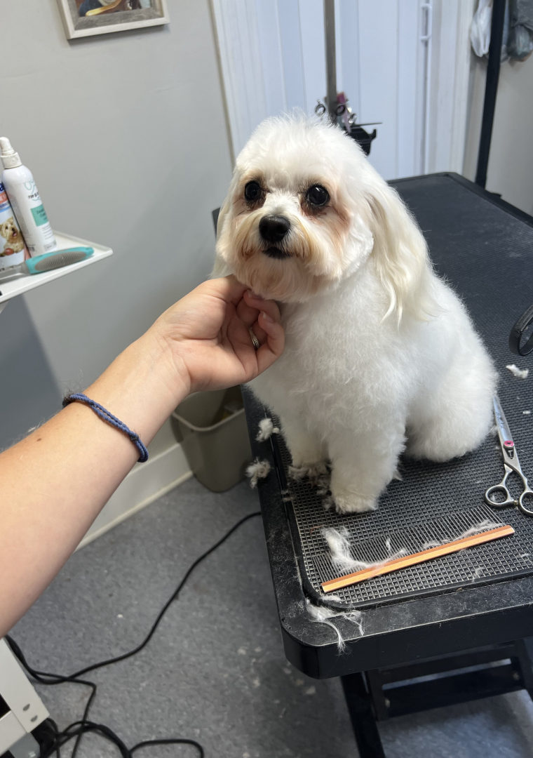 A fresh Maltese on the grooming table, scissors and comb beside her