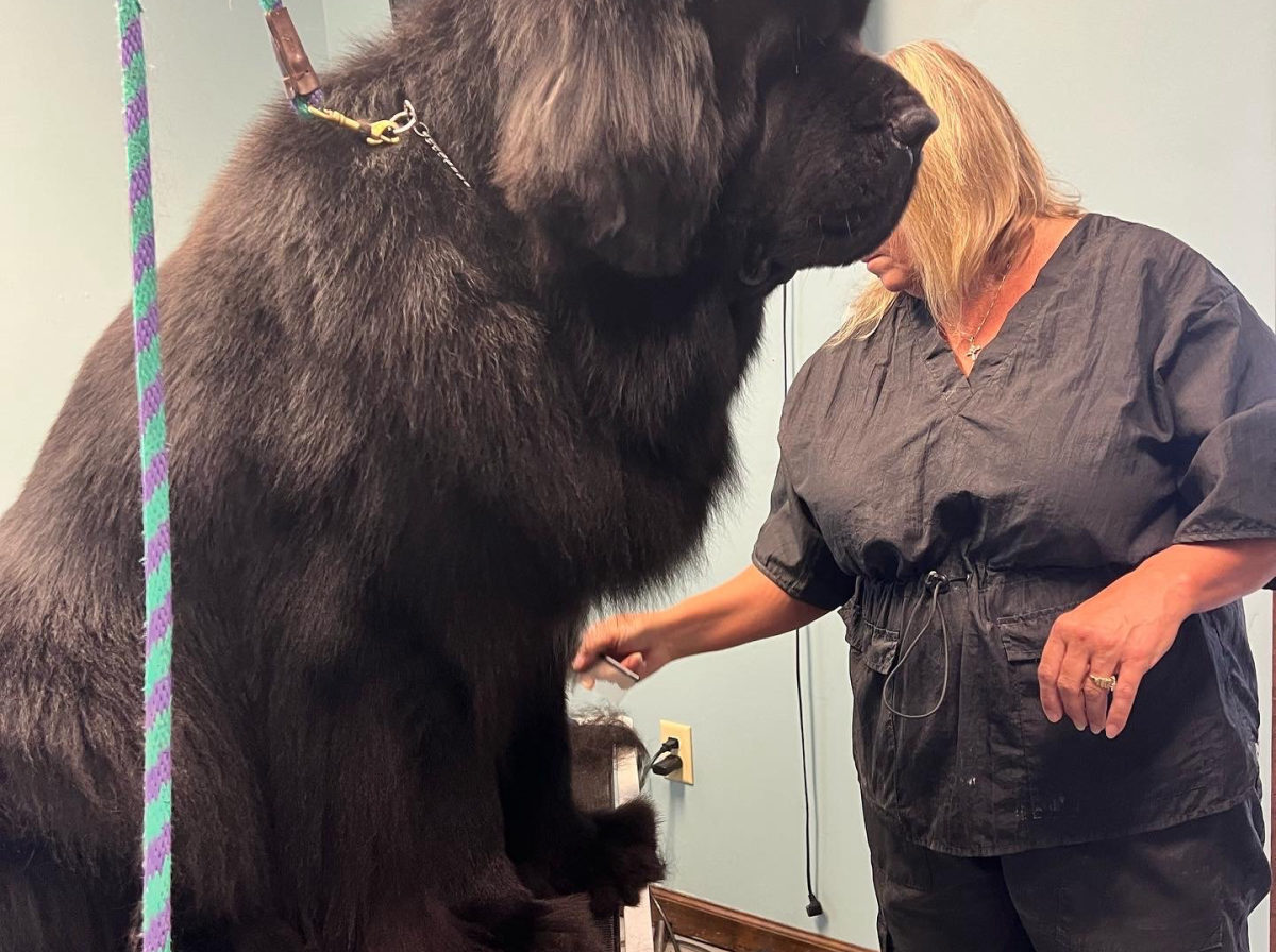 A groomer working on a giant Newfoundland at the table