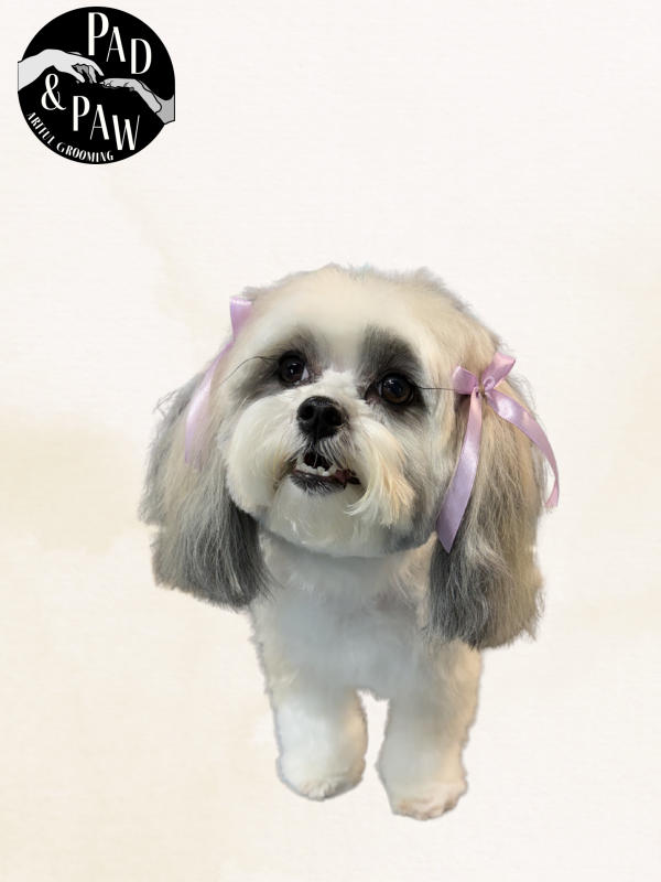 A dog freshly groomed at Pad & Paw, photo 1 of 170