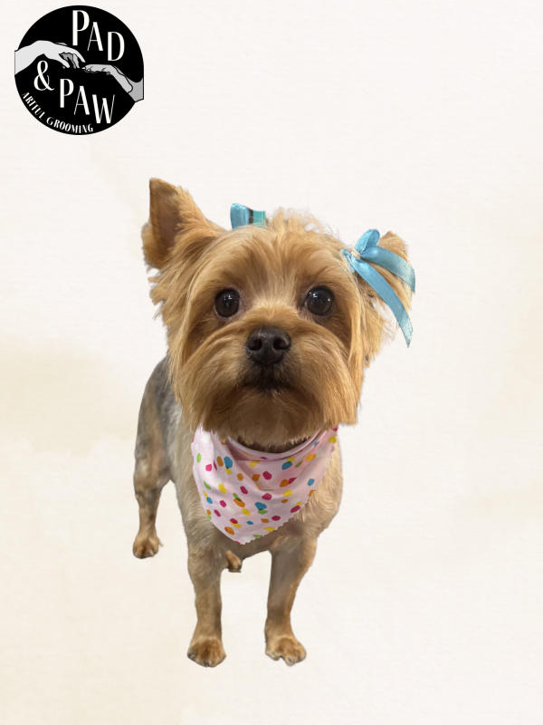 A dog freshly groomed at Pad & Paw, photo 2 of 170