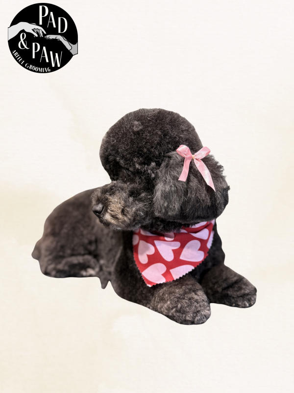A dog freshly groomed at Pad & Paw, photo 3 of 170