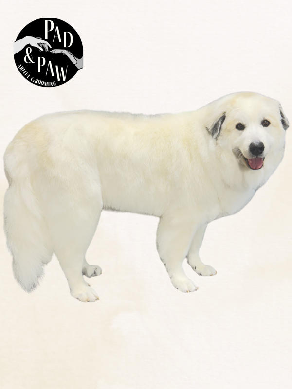 A dog freshly groomed at Pad & Paw, photo 4 of 170
