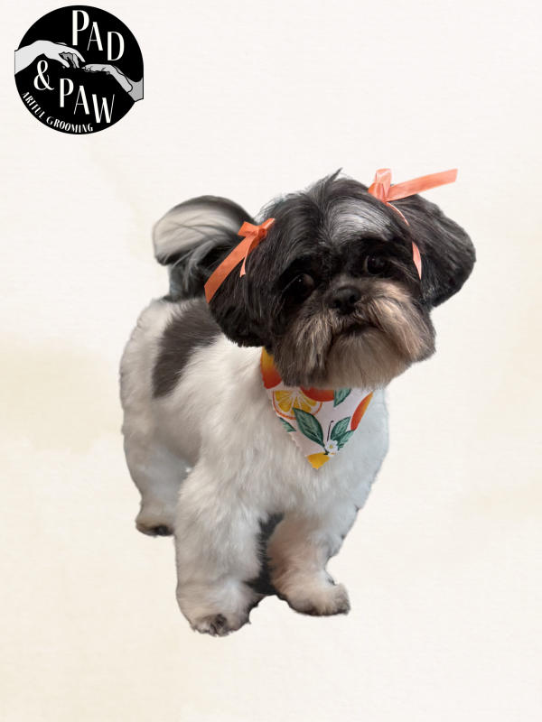 A dog freshly groomed at Pad & Paw, photo 5 of 170