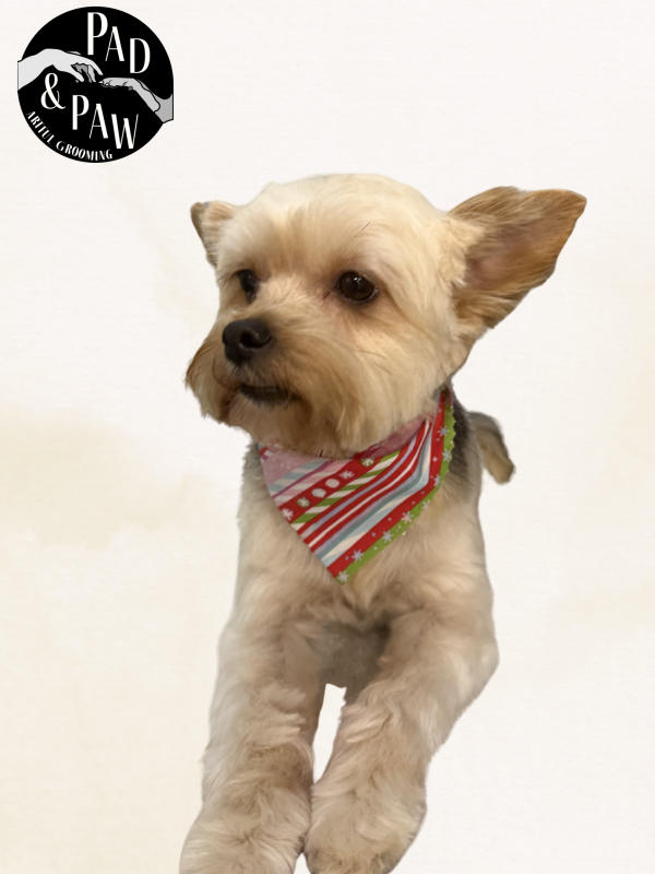 A dog freshly groomed at Pad & Paw, photo 6 of 170