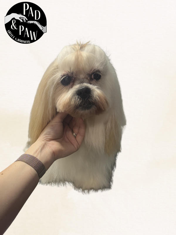 A dog freshly groomed at Pad & Paw, photo 7 of 170
