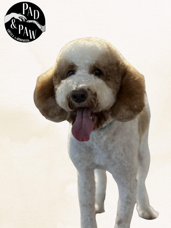 A dog freshly groomed at Pad & Paw, photo 8 of 170