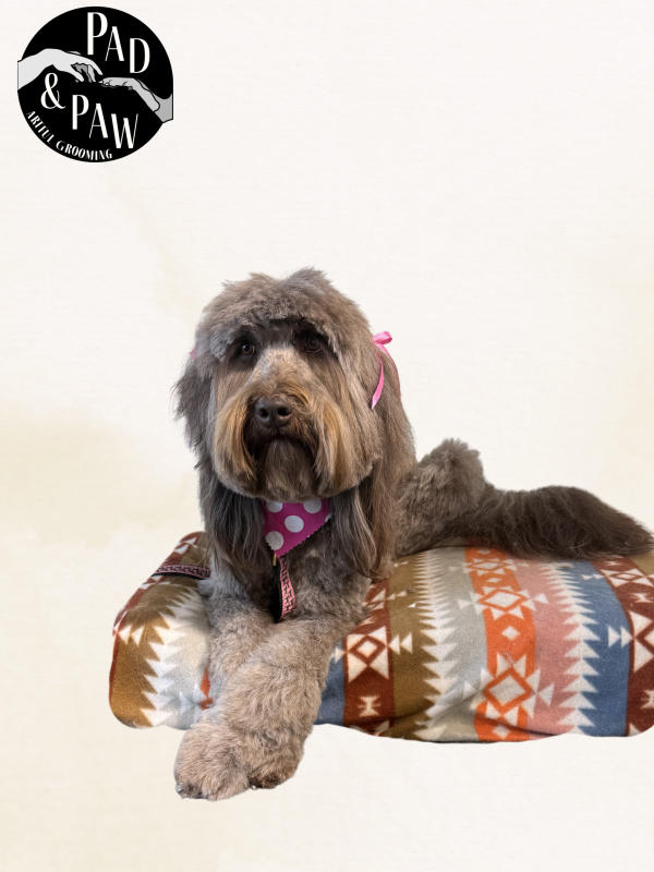A dog freshly groomed at Pad & Paw, photo 9 of 170