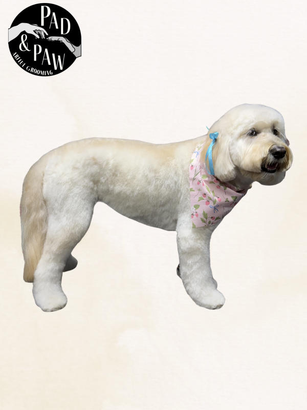 A dog freshly groomed at Pad & Paw, photo 10 of 170