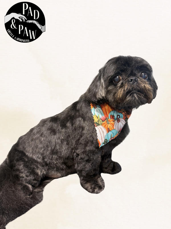 A dog freshly groomed at Pad & Paw, photo 11 of 170
