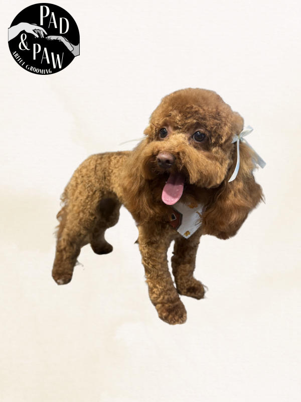 A dog freshly groomed at Pad & Paw, photo 12 of 170