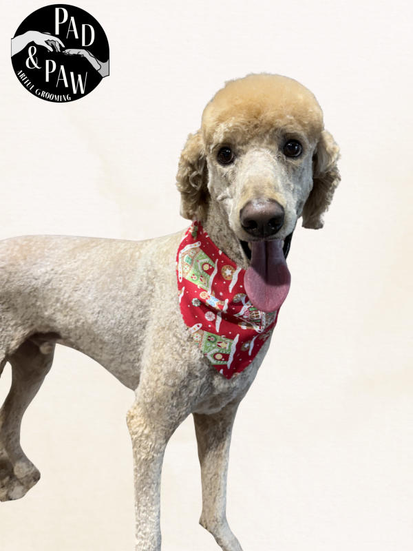 A dog freshly groomed at Pad & Paw, photo 13 of 170