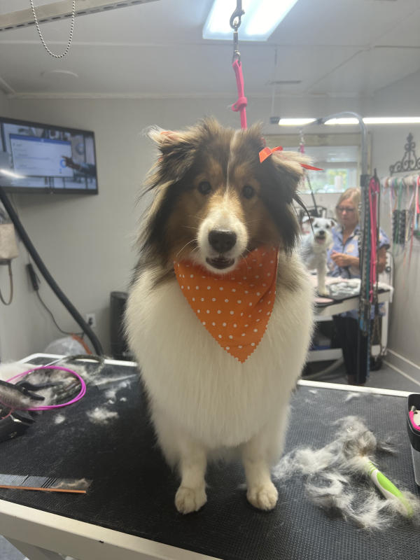 Sheltie in an orange polka-dot bandana