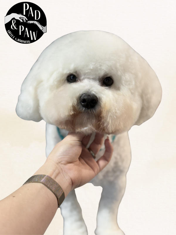 A dog freshly groomed at Pad & Paw, photo 15 of 170