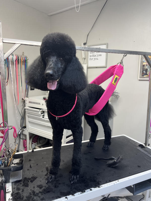 A dog freshly groomed at Pad & Paw, photo 17 of 170