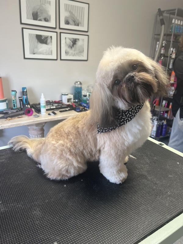 A dog freshly groomed at Pad & Paw, photo 18 of 170