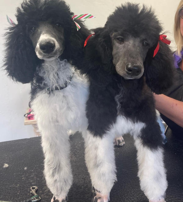 Two standard poodles with bows
