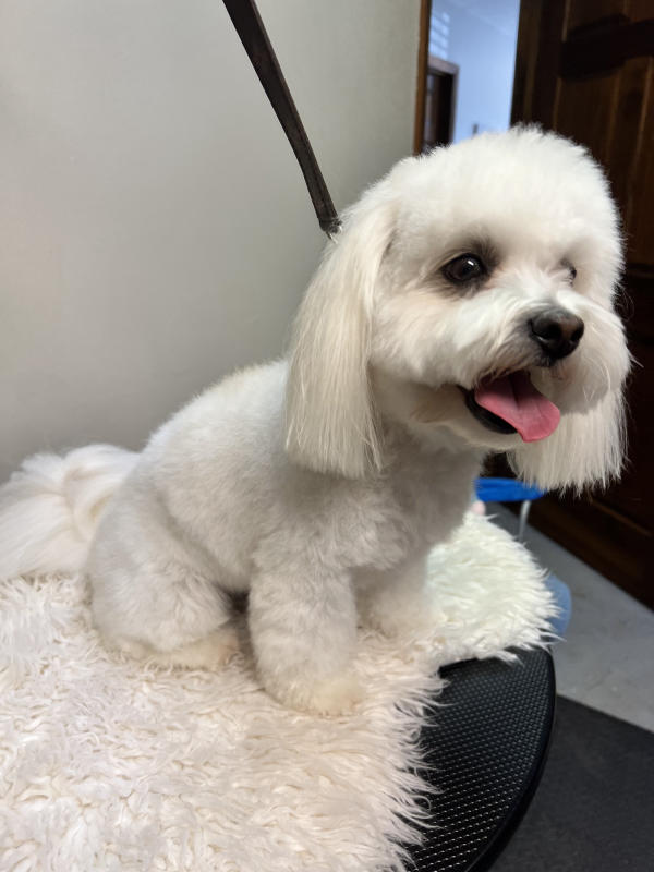 A dog freshly groomed at Pad & Paw, photo 21 of 170