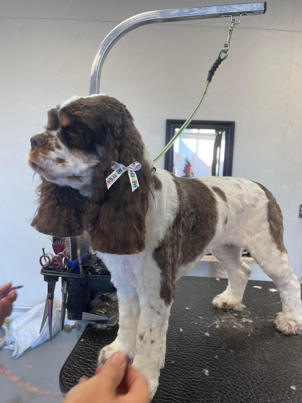 A dog freshly groomed at Pad & Paw, photo 23 of 170