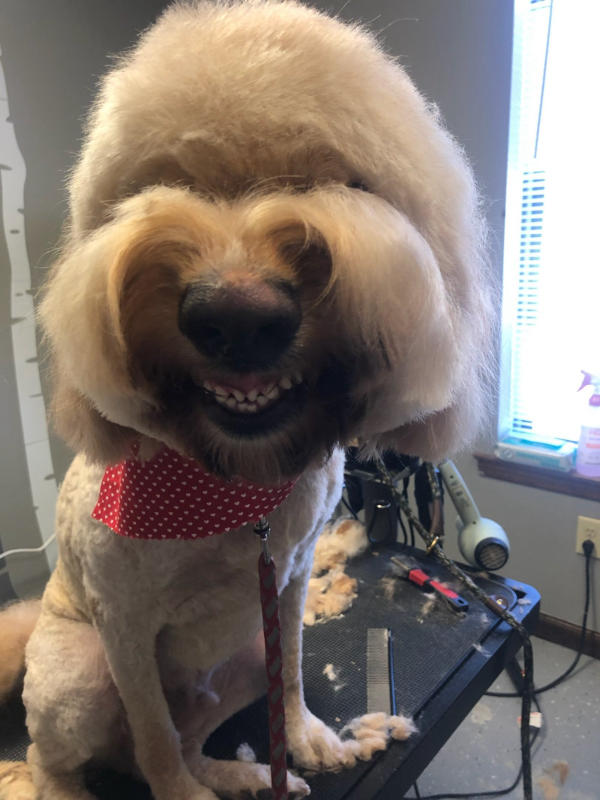 A dog freshly groomed at Pad & Paw, photo 24 of 170