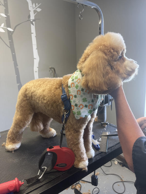 A dog freshly groomed at Pad & Paw, photo 26 of 170