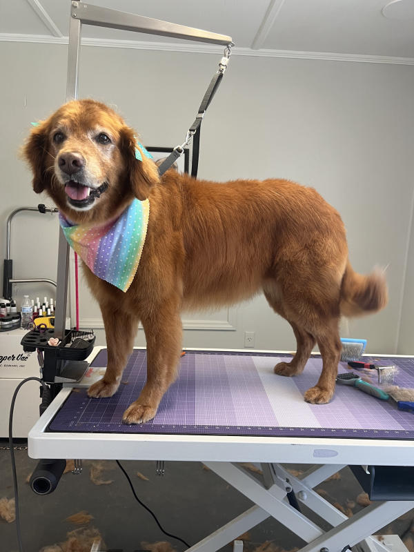 A dog freshly groomed at Pad & Paw, photo 27 of 170
