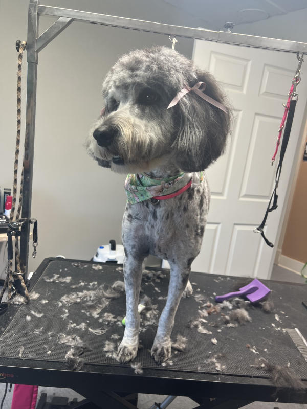 A dog freshly groomed at Pad & Paw, photo 28 of 170