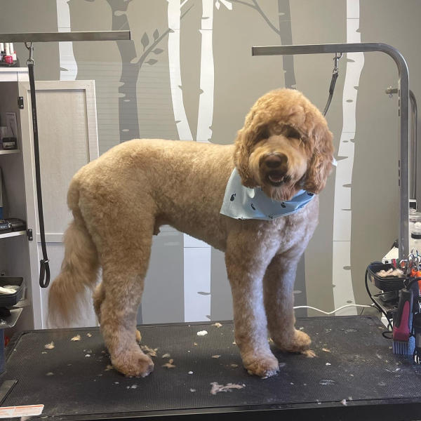 A dog freshly groomed at Pad & Paw, photo 30 of 170