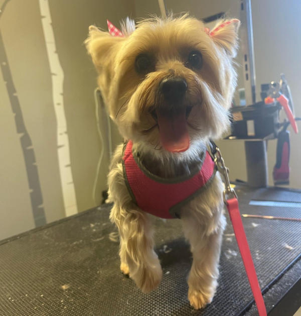 A dog freshly groomed at Pad & Paw, photo 32 of 170