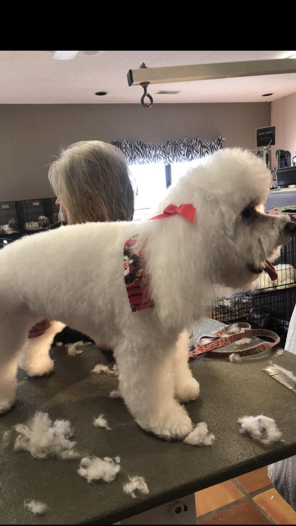 A dog freshly groomed at Pad & Paw, photo 33 of 170