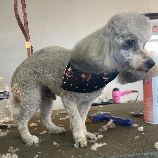 A dog freshly groomed at Pad & Paw, photo 34 of 170