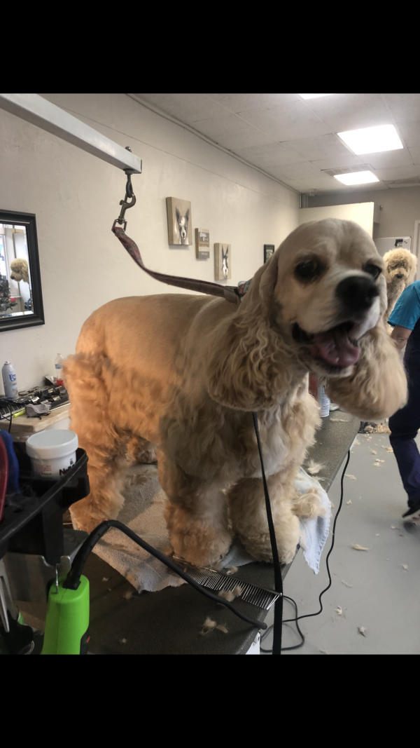 A dog freshly groomed at Pad & Paw, photo 35 of 170