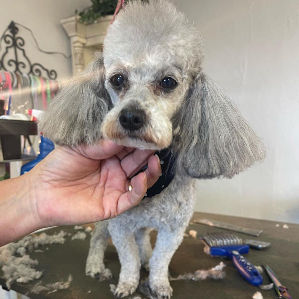 A dog freshly groomed at Pad & Paw, photo 36 of 170