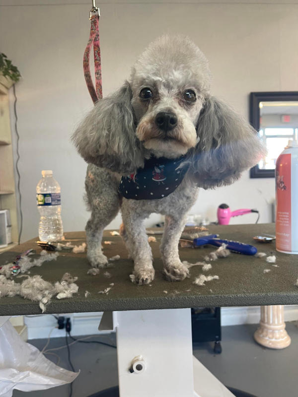 A dog freshly groomed at Pad & Paw, photo 39 of 170