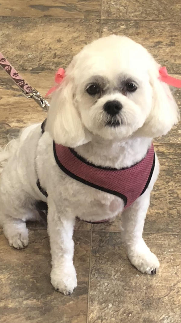 A dog freshly groomed at Pad & Paw, photo 40 of 170