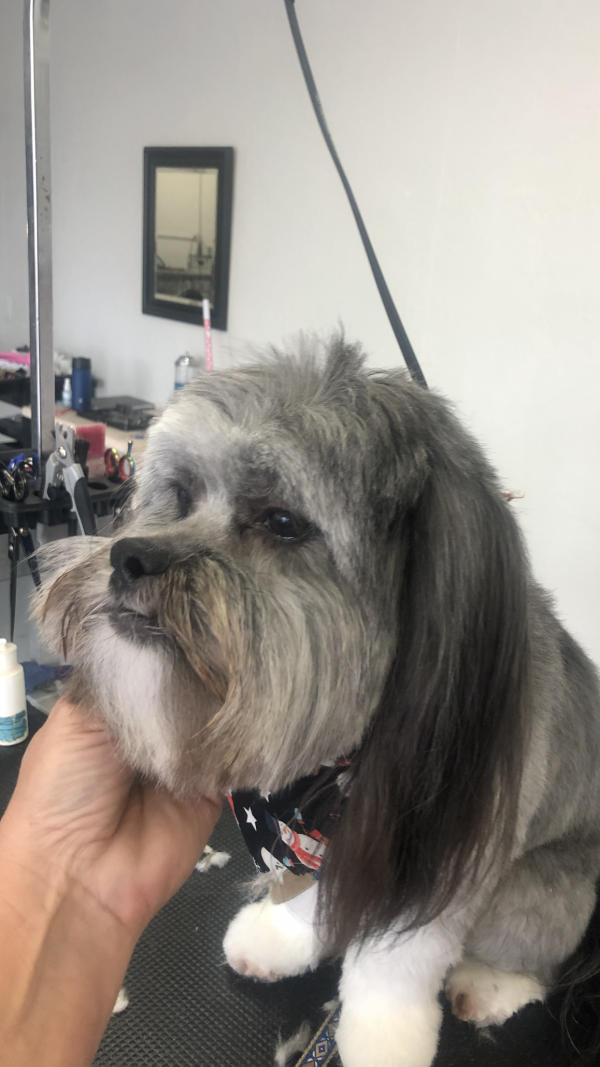A dog freshly groomed at Pad & Paw, photo 41 of 170