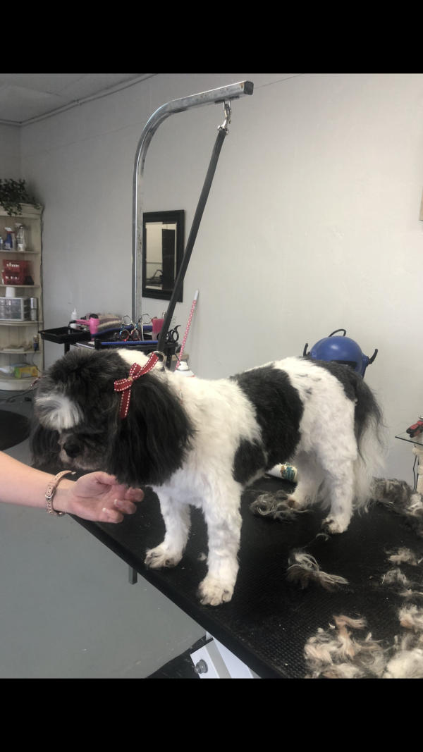 A dog freshly groomed at Pad & Paw, photo 42 of 170