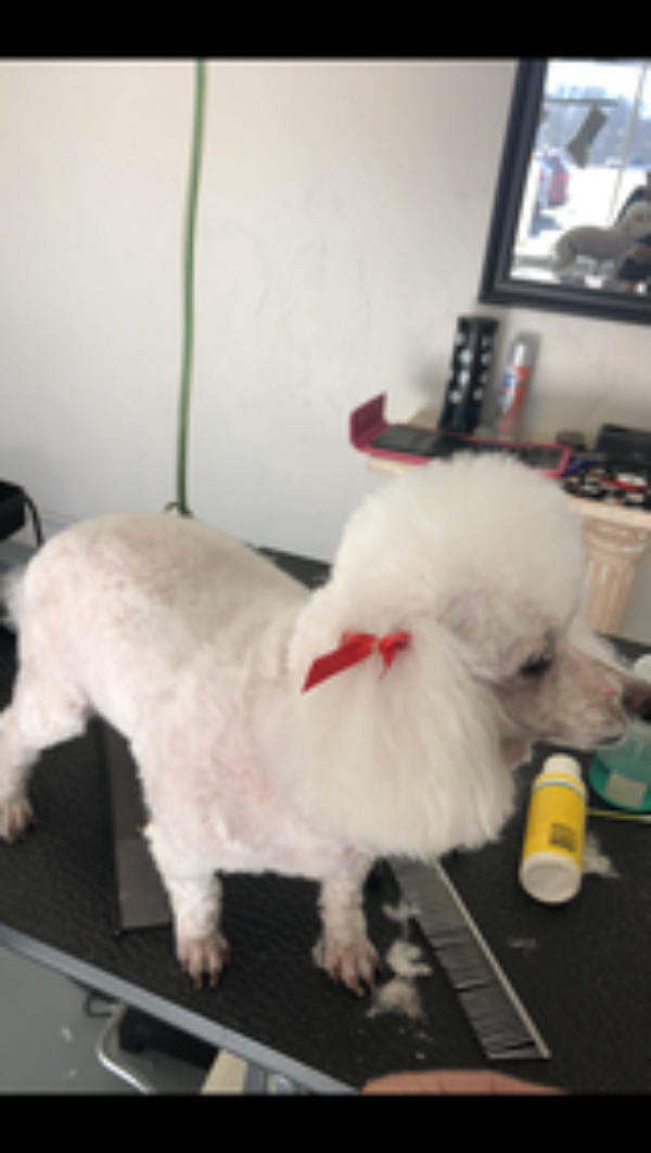 A dog freshly groomed at Pad & Paw, photo 43 of 170