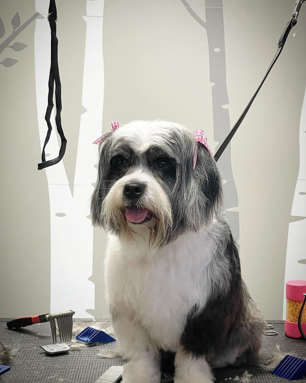 A dog freshly groomed at Pad & Paw, photo 44 of 170