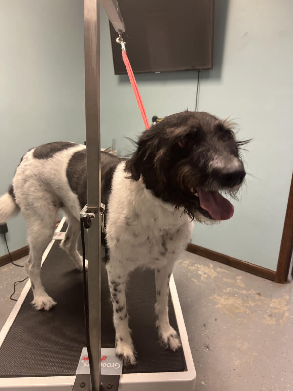 A dog freshly groomed at Pad & Paw, photo 45 of 170