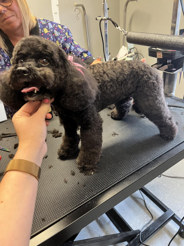 A dog freshly groomed at Pad & Paw, photo 46 of 170