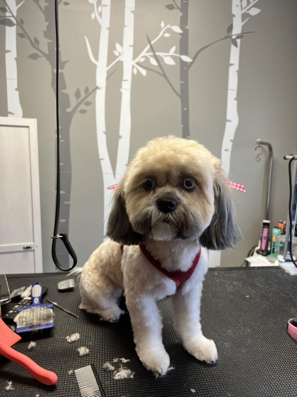 A dog freshly groomed at Pad & Paw, photo 47 of 170