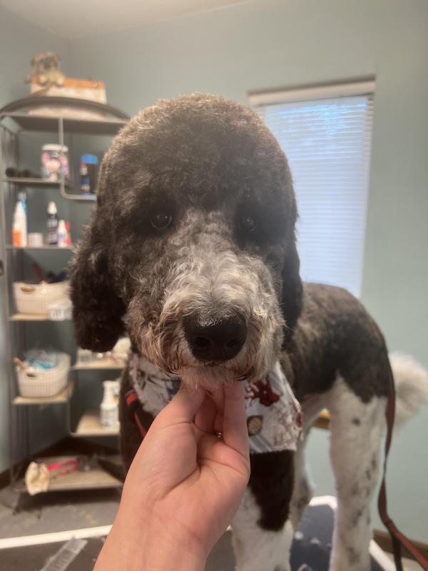 A dog freshly groomed at Pad & Paw, photo 48 of 170