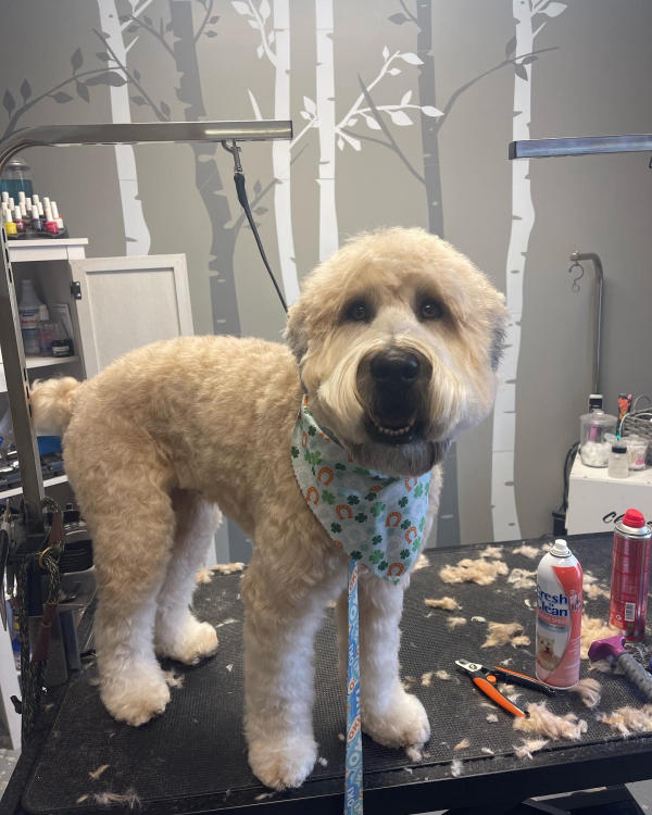 A dog freshly groomed at Pad & Paw, photo 49 of 170