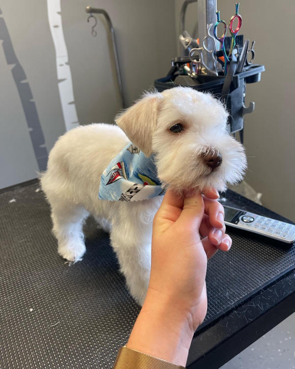 A dog freshly groomed at Pad & Paw, photo 50 of 170