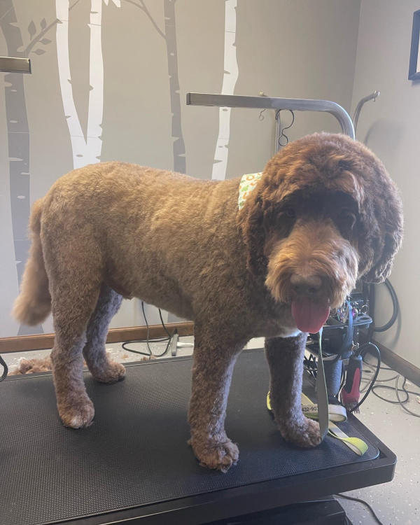 A dog freshly groomed at Pad & Paw, photo 51 of 170