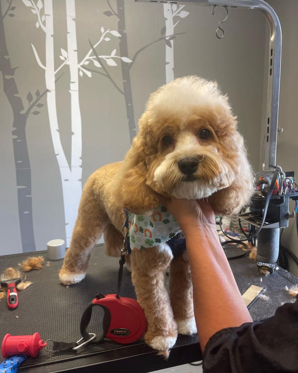 A dog freshly groomed at Pad & Paw, photo 52 of 170